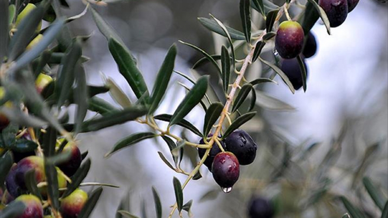 “Zeytin üretimine vurulan darbedir”   