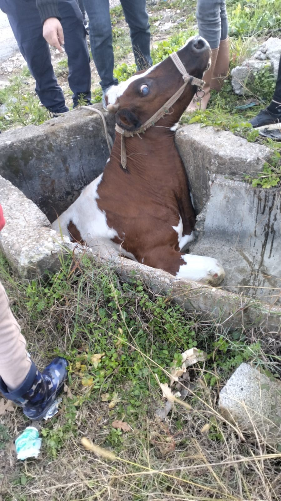 Sulama kanalına düşen inek kurtarıldı