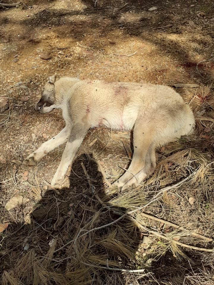 Çoban köpeklerini vahşice katlettiler