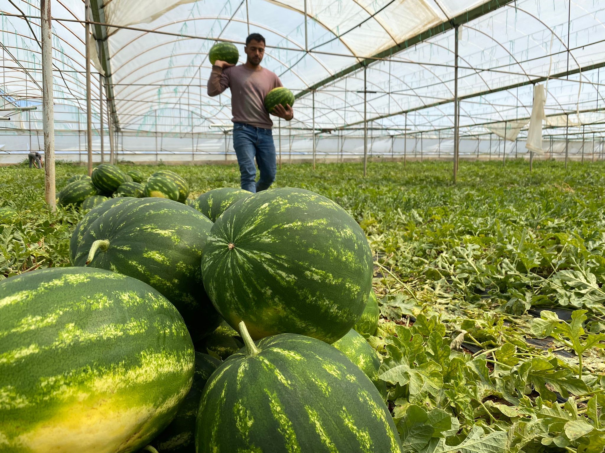 Örtü altı karpuzda hasat zamanı