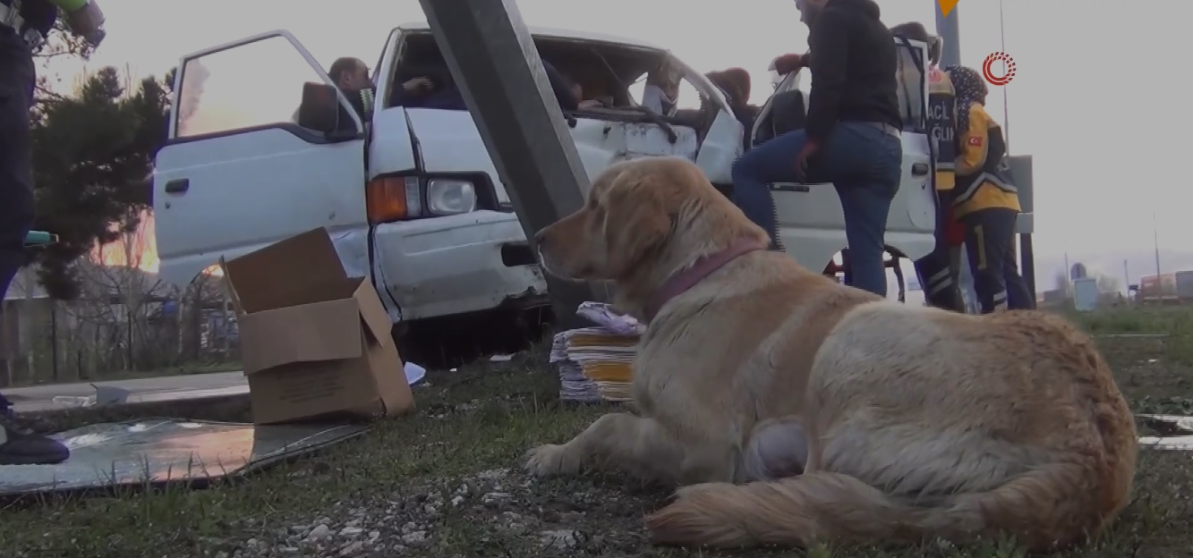 Kaza sonucu araçta sıkışan adamın köpeği bakın ne yaptı...