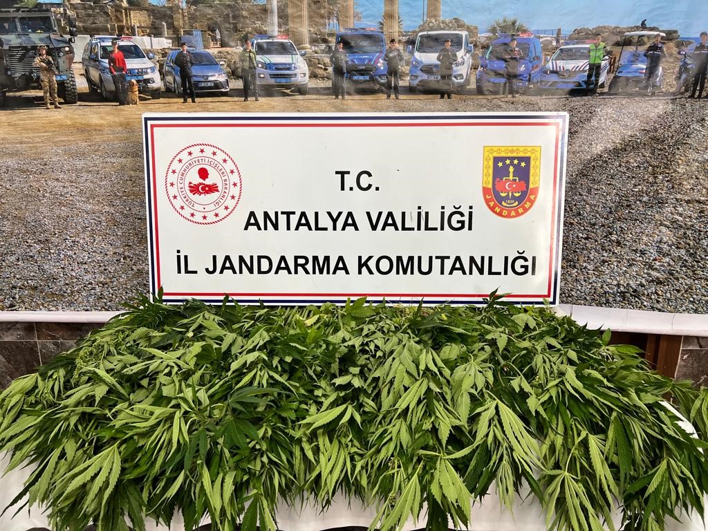 Jandarma 268 kök kenevir bitkisi ele geçirdi