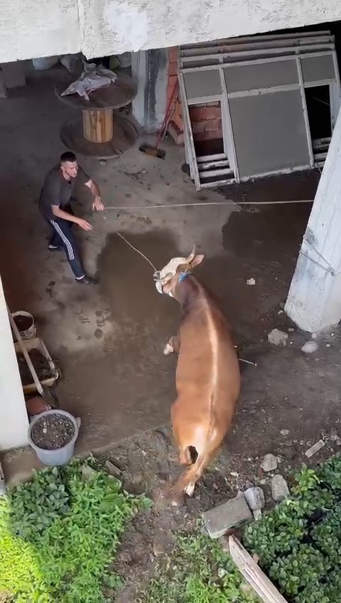 Kaçan kurbanlık sahiplerine zor anlar yaşattı   