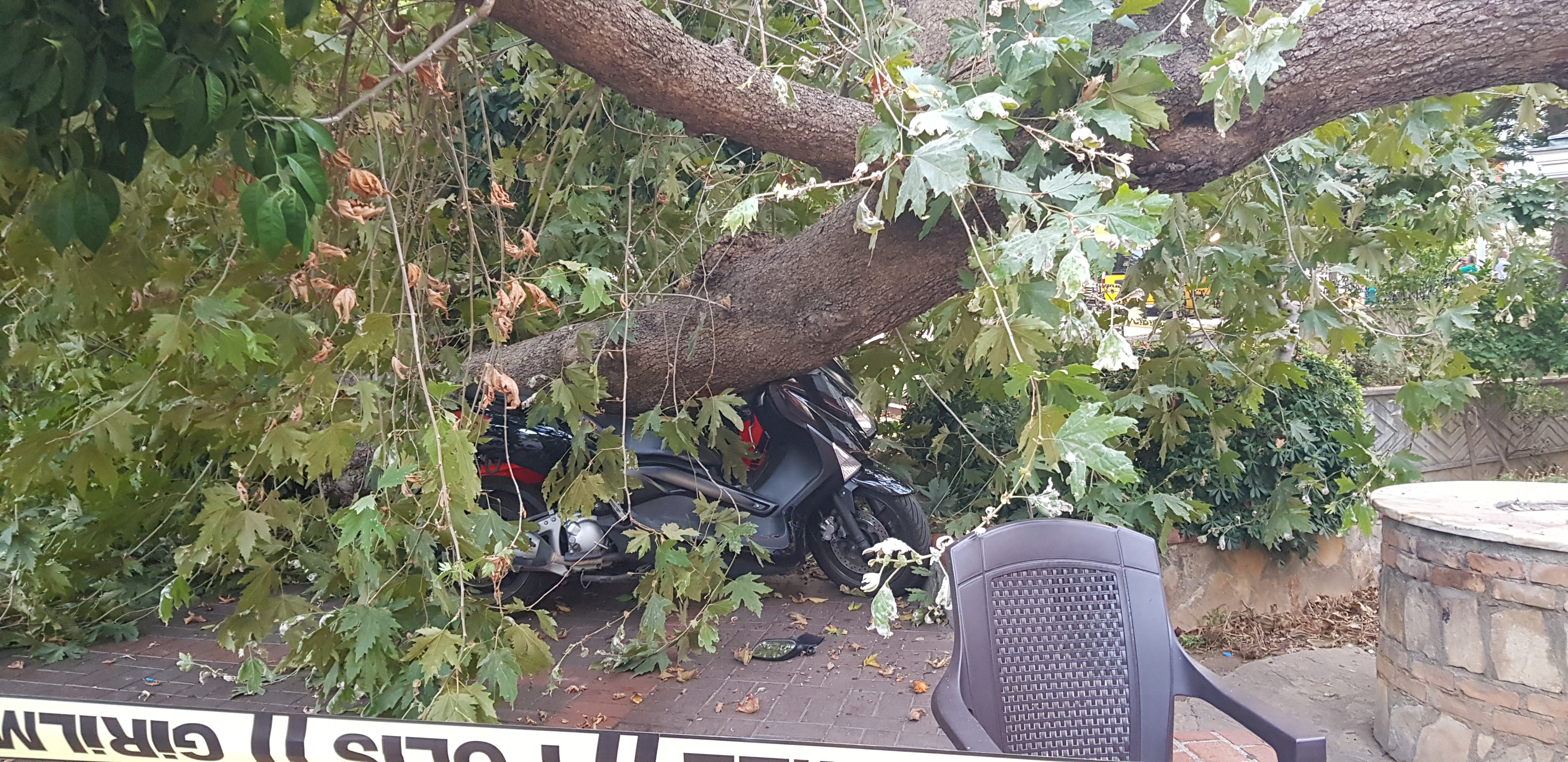 Alanya'da asırlık çınar gövdesinden kırılıp yola devrildi