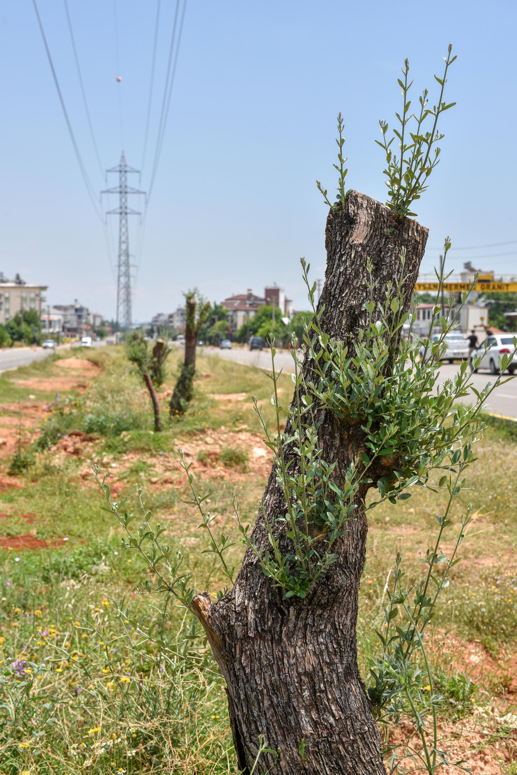 Kepez-kocaman-bir-zeytin-bahcesi-oluyor_8