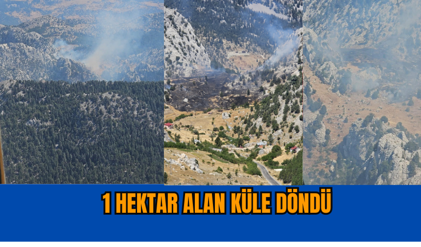 Antalya Alanya'da 1 hektar alan küle döndü