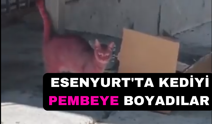 ESENYURT'TA KEDİYİ PEMBEYE BOYADILAR