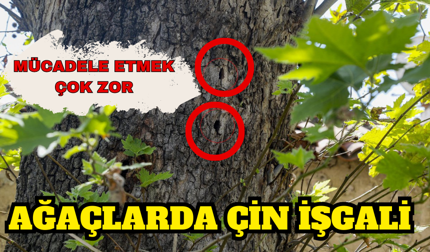 AĞAÇLARDA ÇİN İŞGALİ