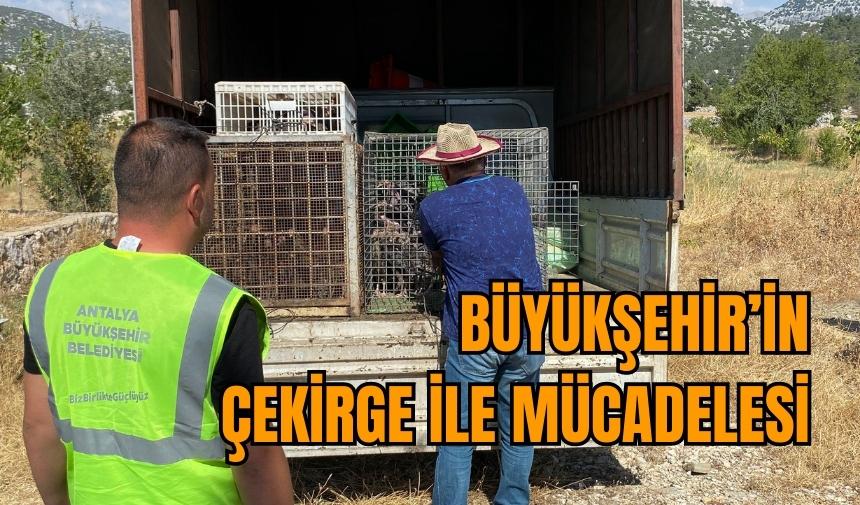 Büyükşehir’in çekirge ile mücadelesi