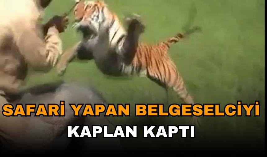 Fil üstünde safari yapan adamı kaplan kaptı