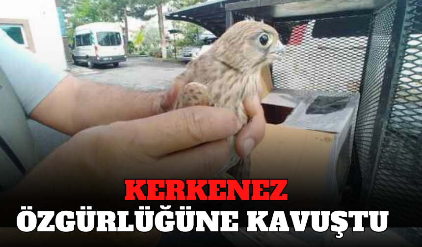 KERKENEZ ÖZGÜRLÜĞE KANAT ÇIRPTI