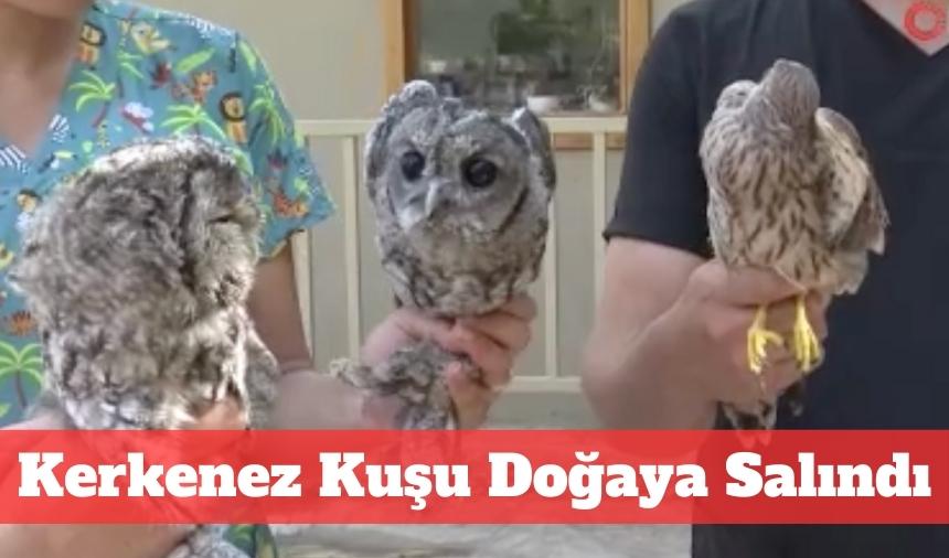 Tedavi gören kuşlar doğaya salındı