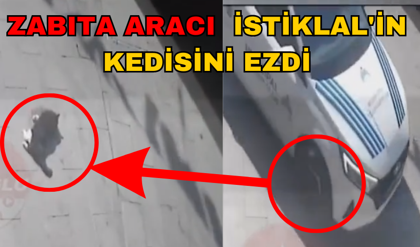 İstikal'in maskot kedisini zabıta aracı ezdi