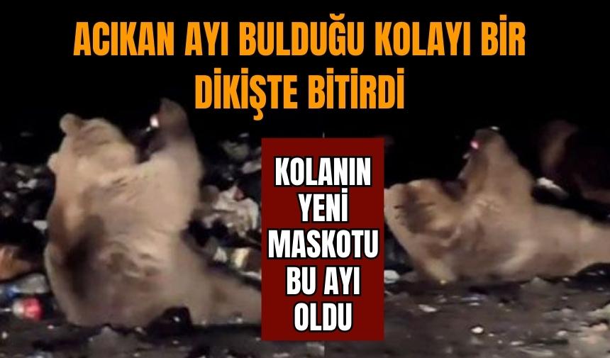 ÇÖPE GİREN AYI BİR ŞİŞE KOLA BİTİRDİ