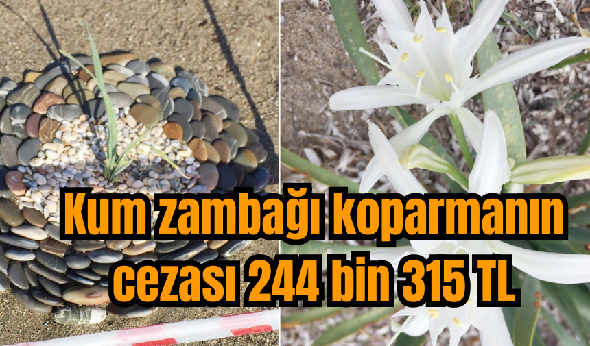 Kum zambağı koparmanın cezası 244 bin 315 TL