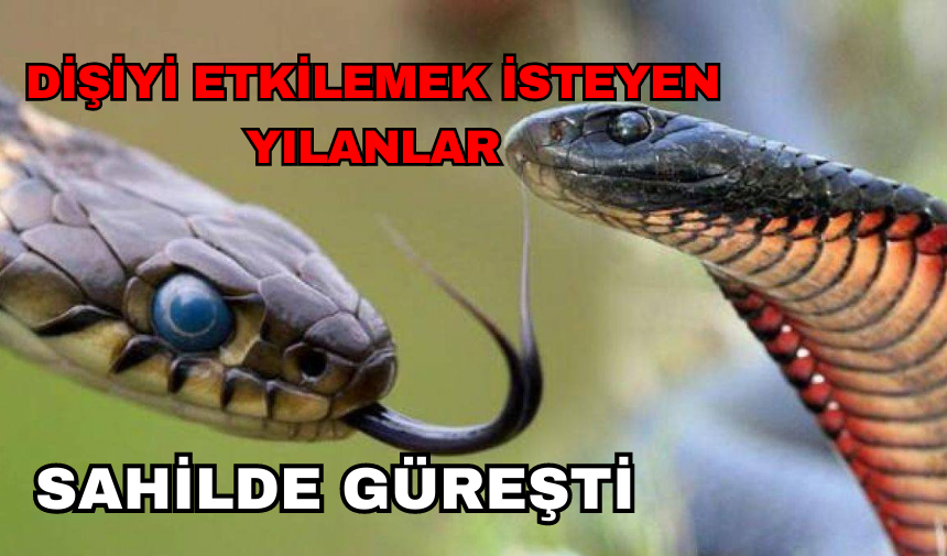 DİŞİYİ ETKİLEMEK İÇİN YILANLAR GÜREŞTİ