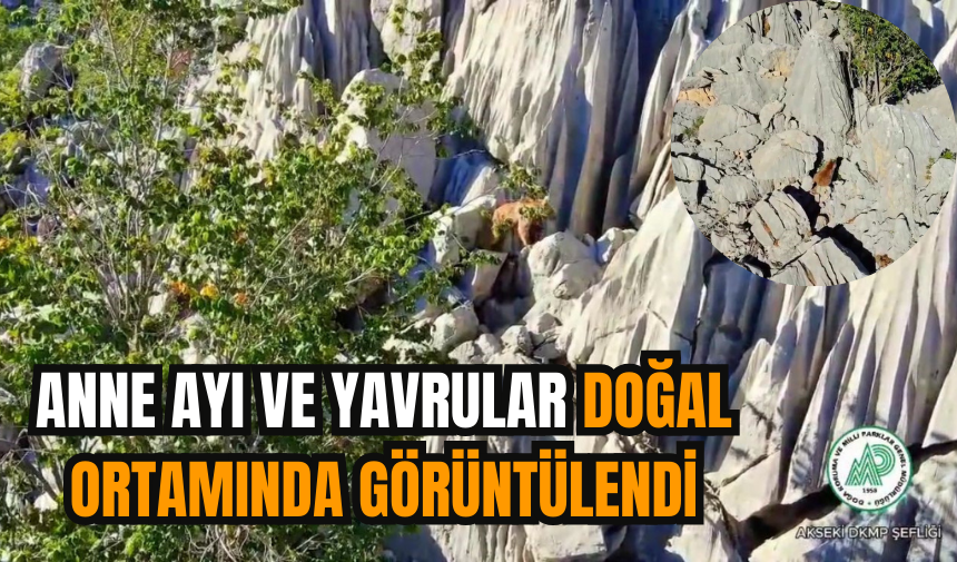 Anne ayı ve yavrular doğal ortamında görüntülendi