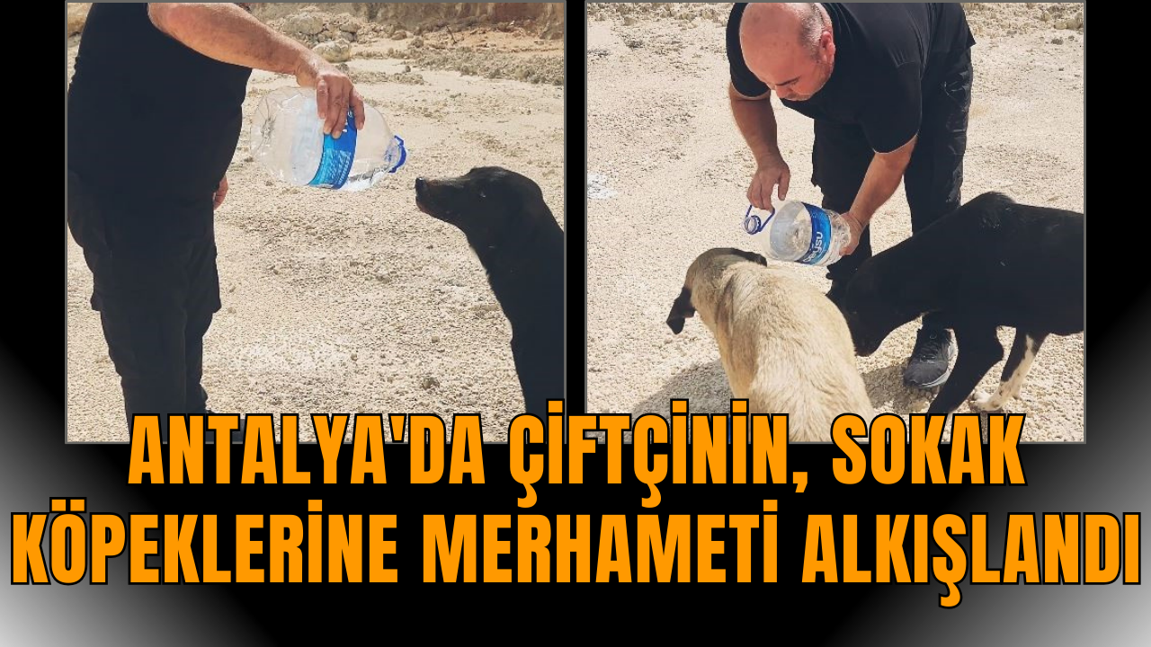 Antalya'da çiftçinin, sokak köpeklerine merhameti alkışlandı