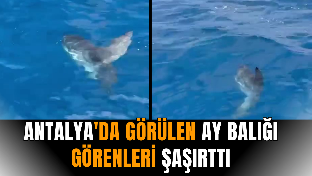 Antalya'da görülen ay balığı görenleri şaşırttı