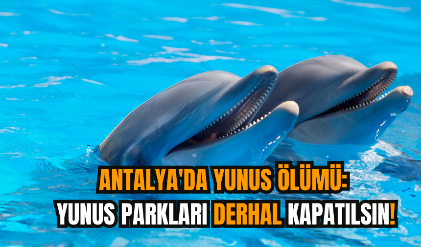 Antalya'da yunus ölümü: Yunus parkları derhal kapatılsın!