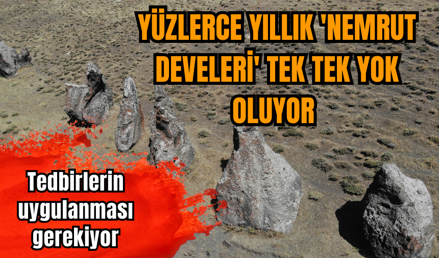 Yüzlerce yıllık 'Nemrut Develeri' tek tek yok oluyor 