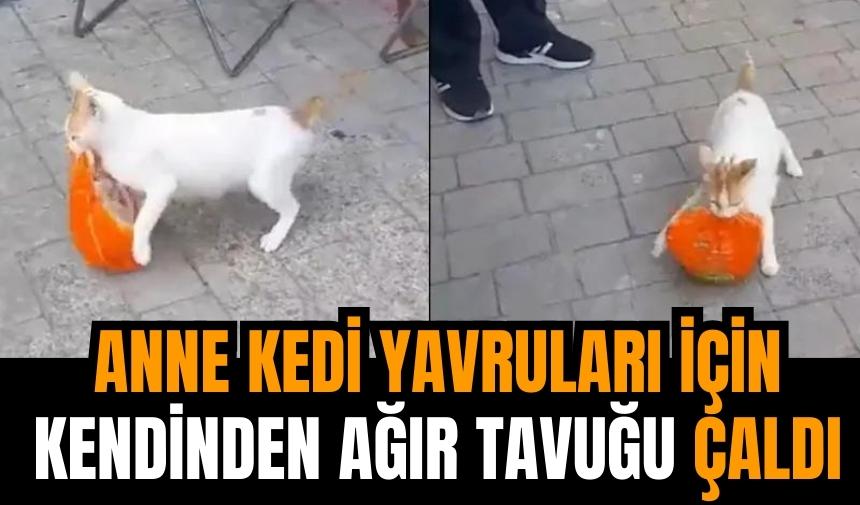 Anne kedi yavruları için bütün tavuk çaldı