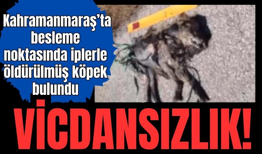 Köpeği bağlayıp ıssız yolda ölüme terk ettiler