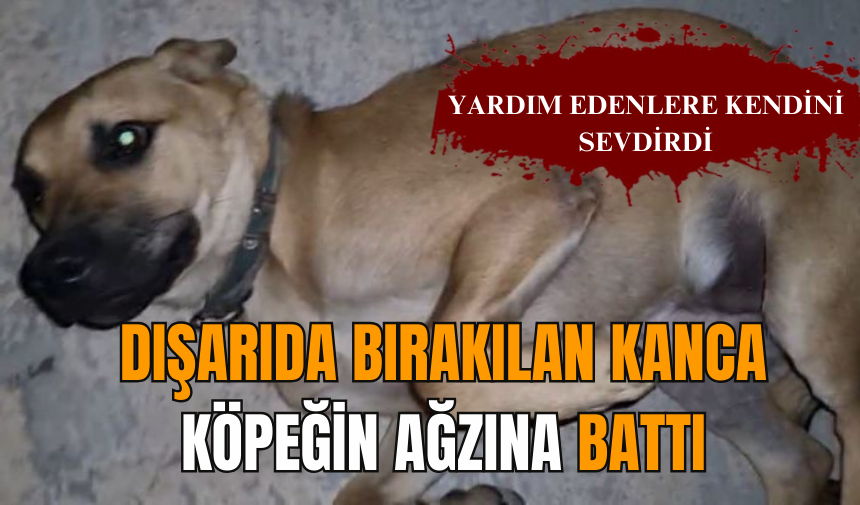 Dışarıda bırakılan kanca köpeğin ağzına saplandı