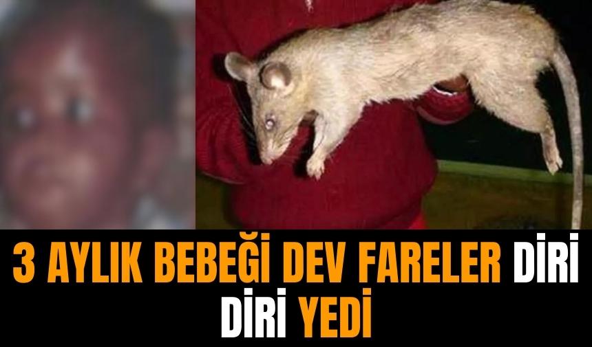 Üç aylık bebeği fareler canlı canlı yedi!