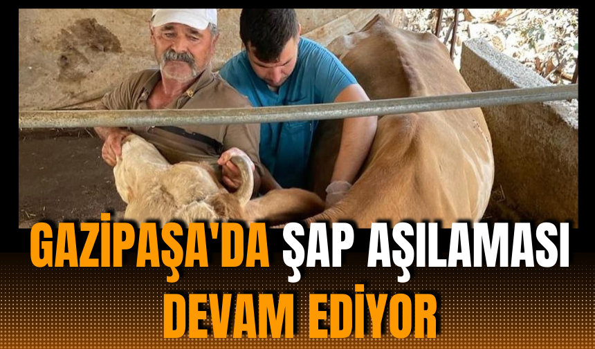 Gazipaşa'da Şap Aşılaması Devam Ediyor