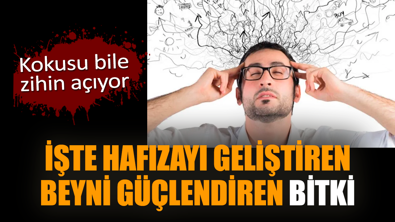 İşte hafızayı geliştiren, beyni güçlendiren o bitki