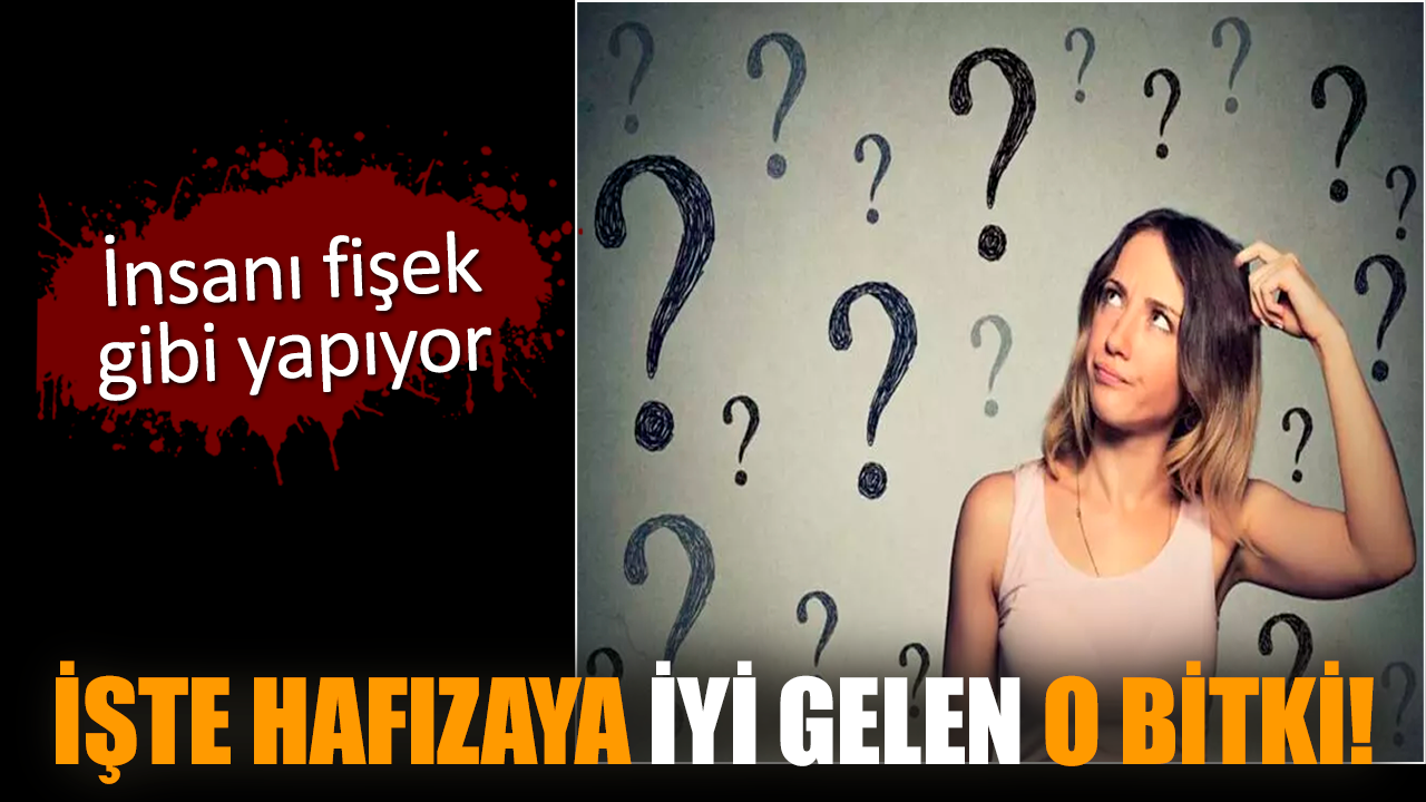 İşte hafızaya iyi gelen o bitki! İnsanı fişek gibi yapıyor