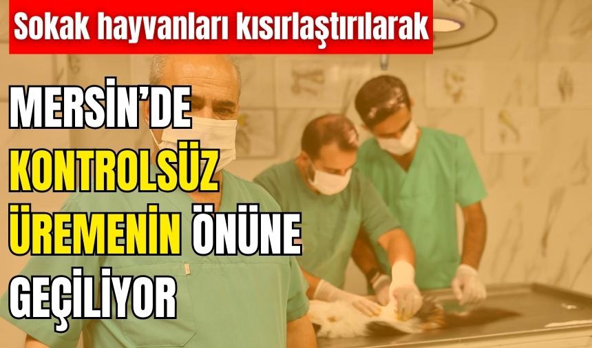 Mersin'de sokak hayvanları kısırlaştırılıyor   