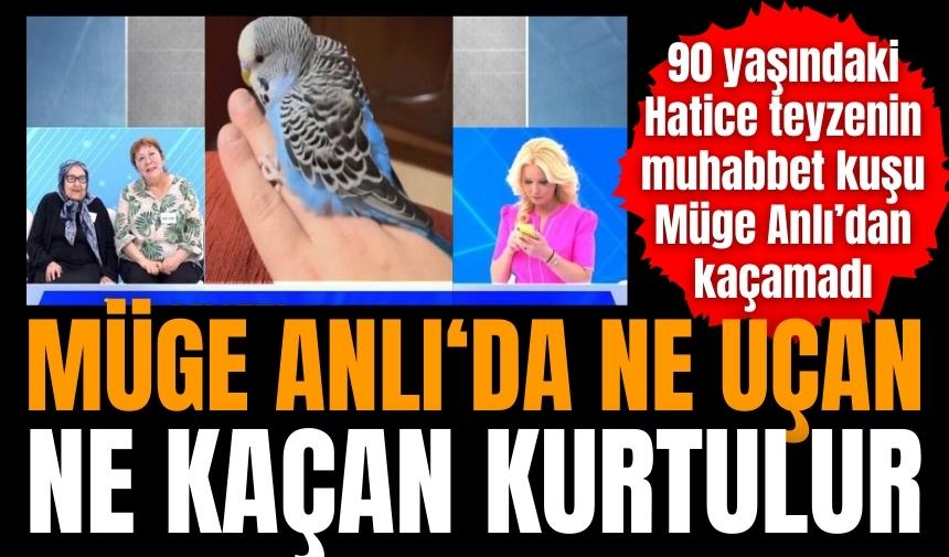 Müge Anlı bu sefer muhabbet kuşunun peşine düştü