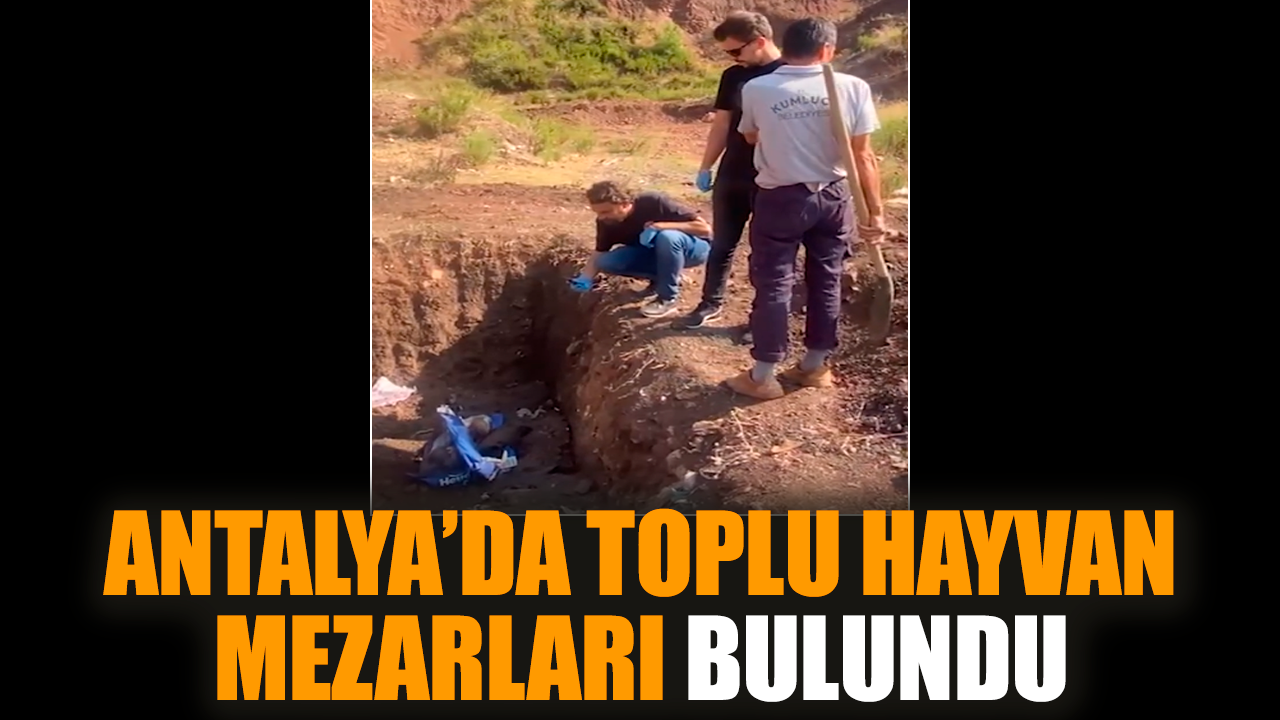 Antalya’da toplu hayvan mezarları bulundu