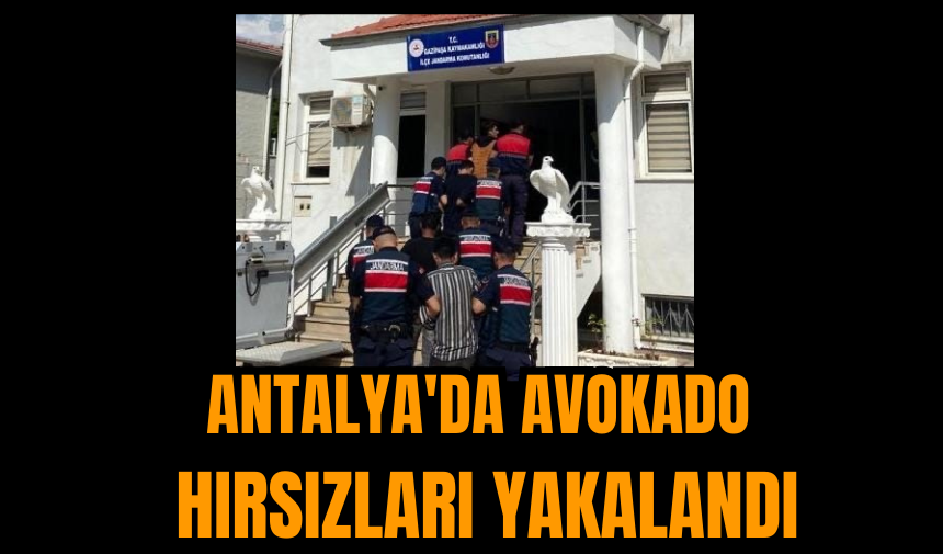 Antalya'da avokado hırsızları yakalandı