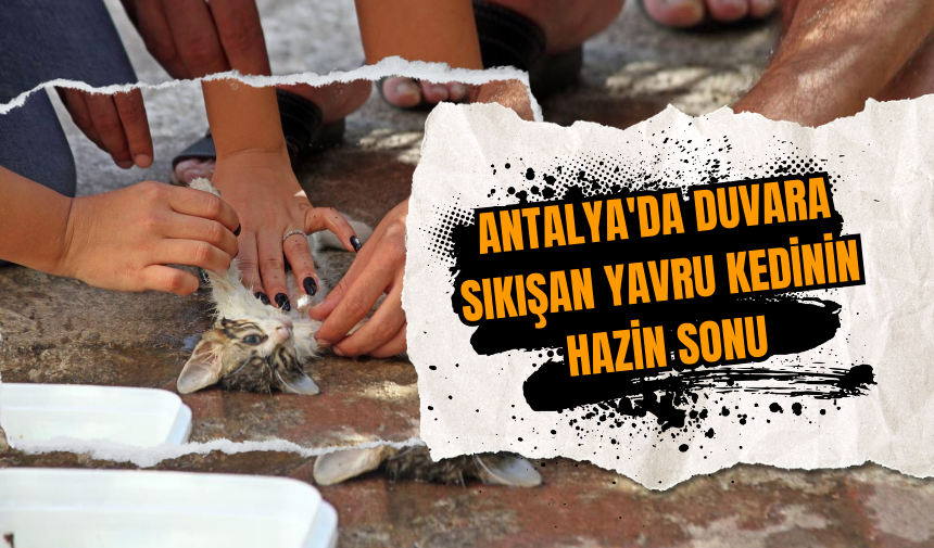 Antalya'da duvara sıkışan yavru kedinin hazin sonu