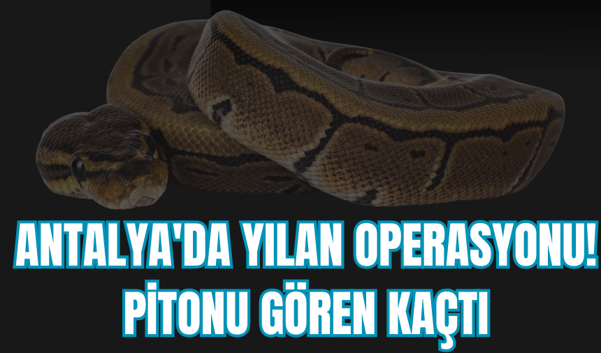 Antalya'da yılan operasyonu! Pitonu gören kaçtı