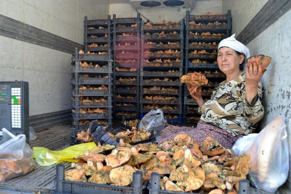 Muğla'da Çıntar mevsimi başladı, kilosunu duyan şok oluyo