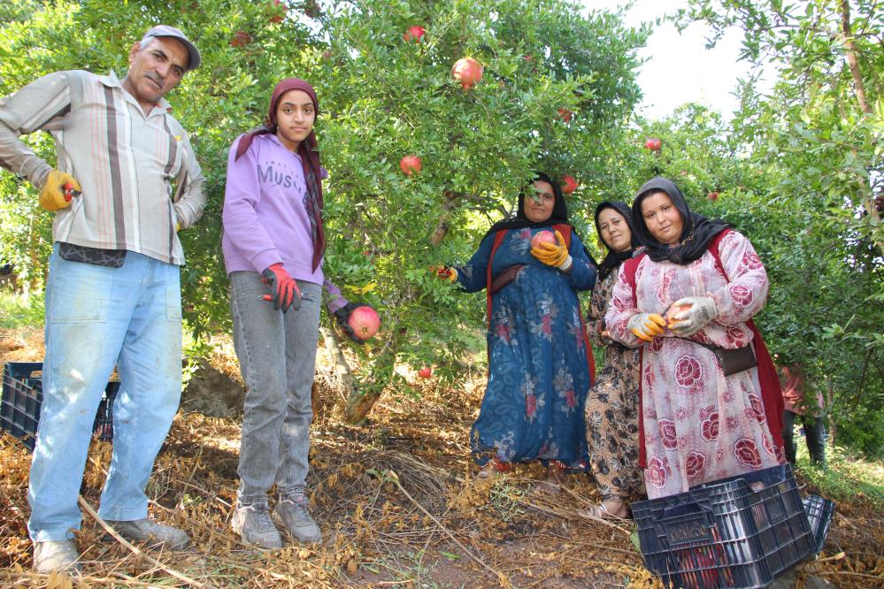 Kumluca’da nar hasadı devam ediyor: 20 bin ton rekolte bekleniyor