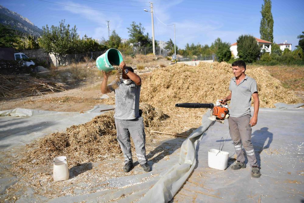 Çandır Fasulyesinde Hasat Zamanı: Lezzetiyle Ünlenen Ürün Toplandı