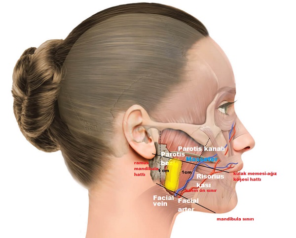 botox_botulinum_toksin_botoks_masster_kas_yuz_incelme_3