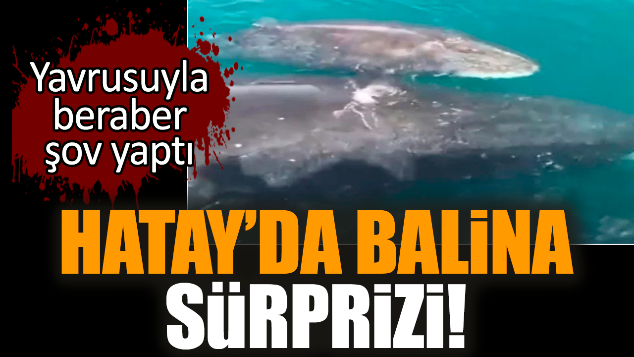 Hatay’da balina sürprizi! Yavrusuyla beraber şov yaptı