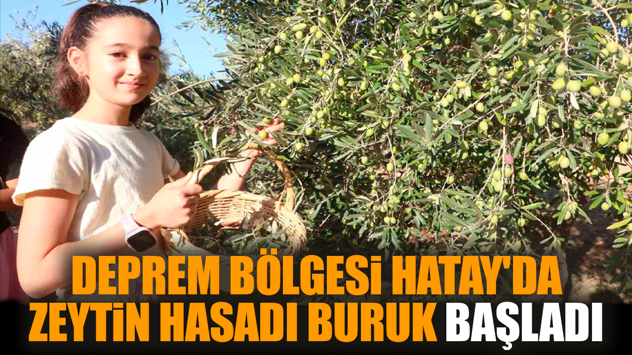 Deprem bölgesi Hatay'da zeytin hasadı buruk başladı