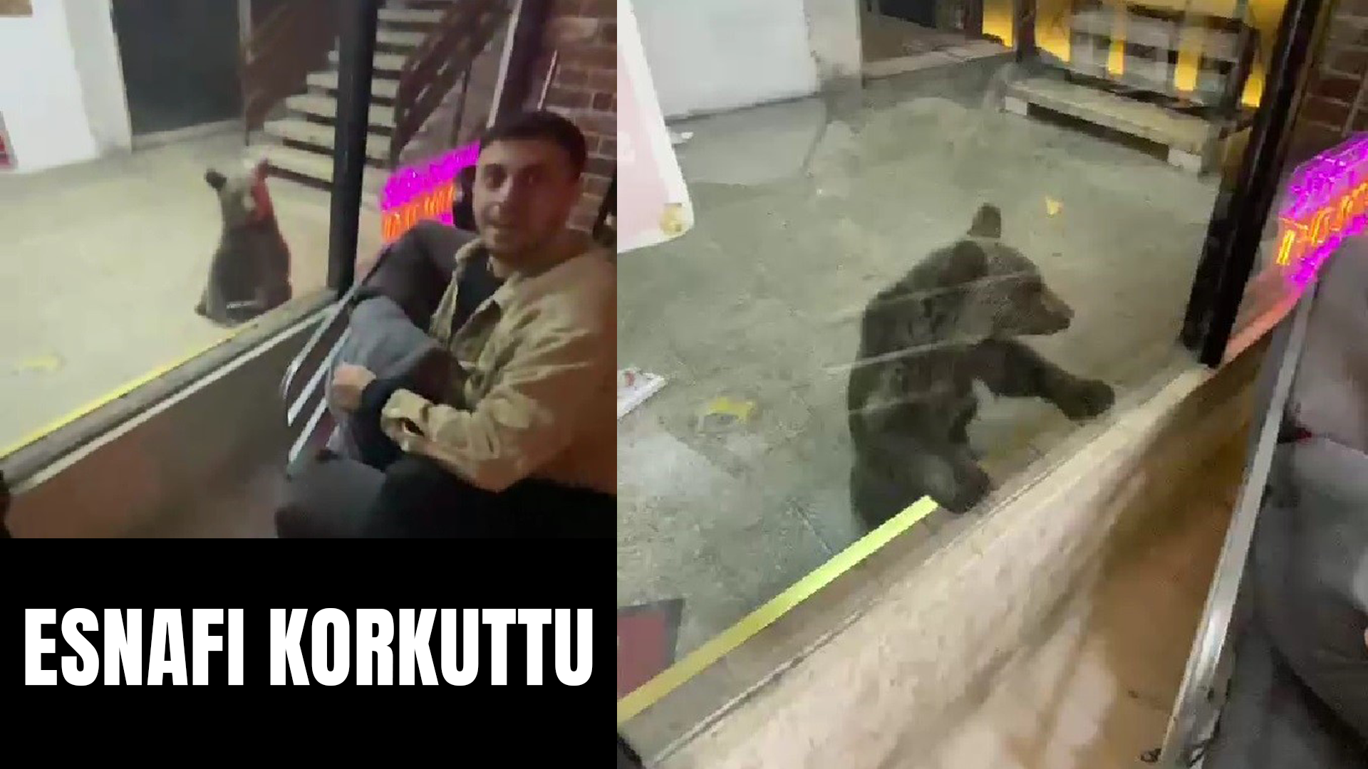 Korku dolu anlar: ayılar şehir merkezine indi