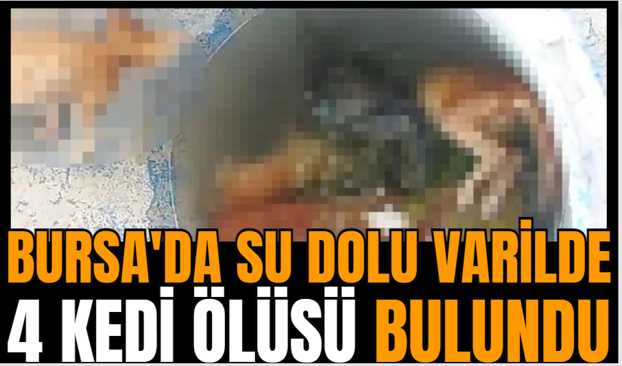 Bursa'da su dolu varilde 4 kedi ölüsü bulundu