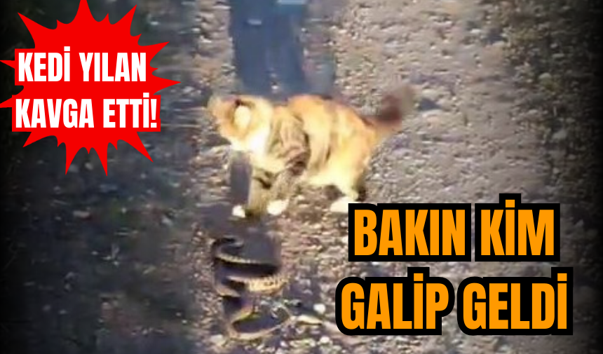 Kedi yılan kavga etti! Bakın kim galip geldi