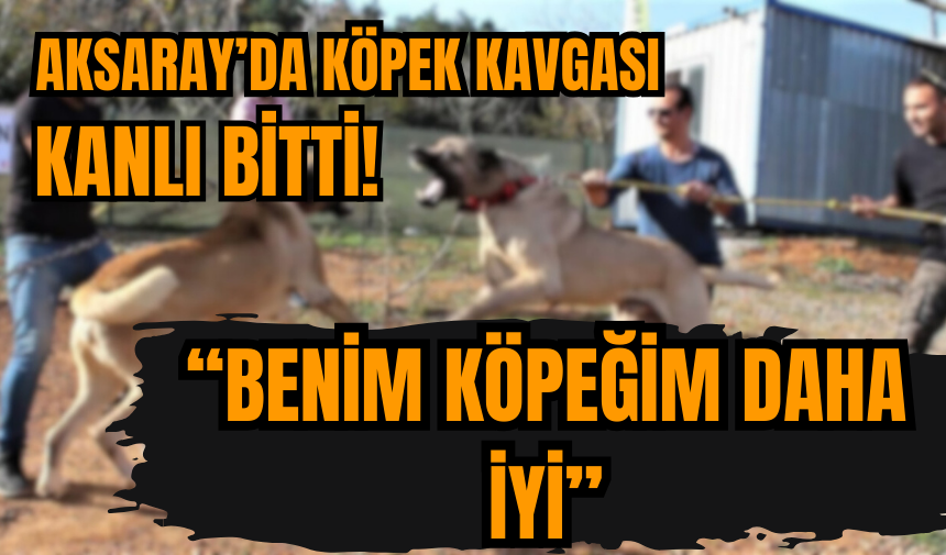 Aksaray'da köpek kavgası: Benim köpeğim seninkinden daha iyi