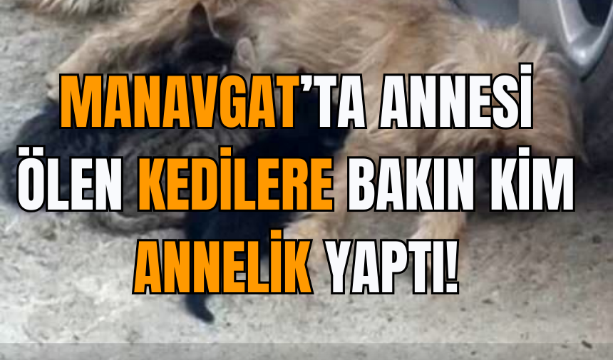 Manavgat’ta Annesi Ölen Kedilere Bakın Kim Annelik Yaptı!