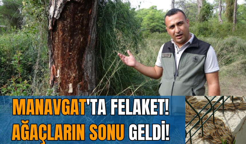 Manavgat'ta felaket! Ağaçların sonu geldi!